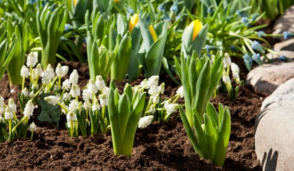 Puutarhamullan lisäys kukkapenkkeihin