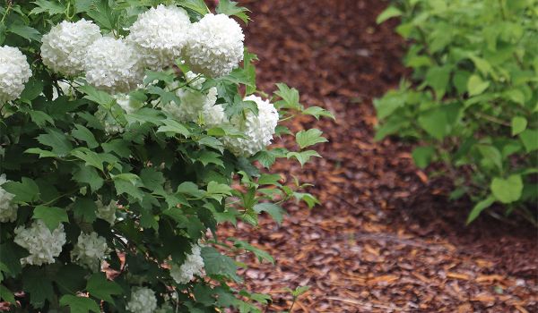 GreenCares Puunkuorikate (Täckbark)